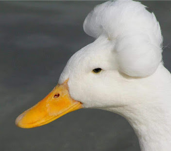 foto de um pato com o pelo penteado