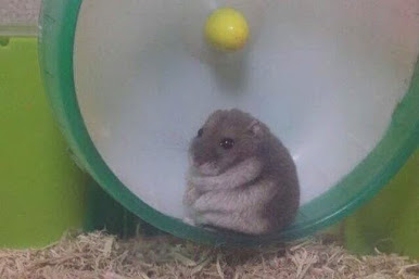 foto de um hamster olhando para trás com os olhos cheios de lágrimas